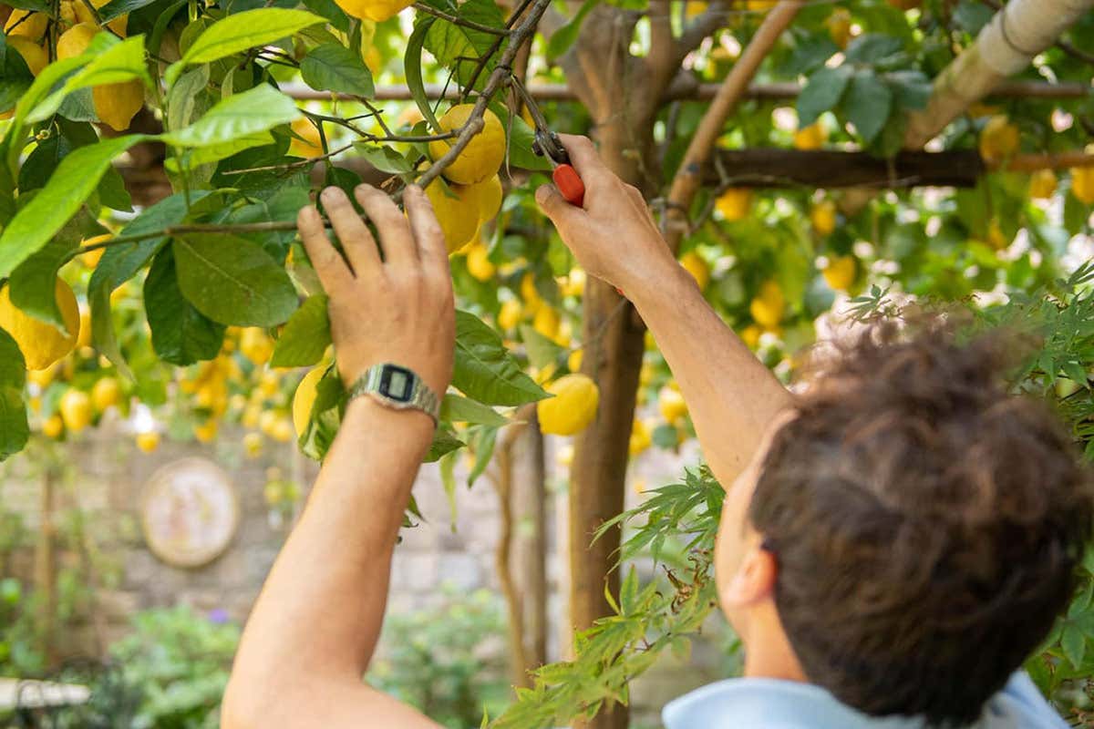 Zest: il nuovo capitolo della cucina mediterranea a Sorrento